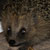 <br /><span class="tit">April 2012; Begegnung mit einem Igel</span><span class="desc">April 2012; Begegnung mit einem Igel</span><br /><div class="meta"><span class="aperture" title="Blende">aperture: </span><span class="time" title="Zeit">time: </span><span class="iso" title="Empfindlichkeit">iso: </span></div>